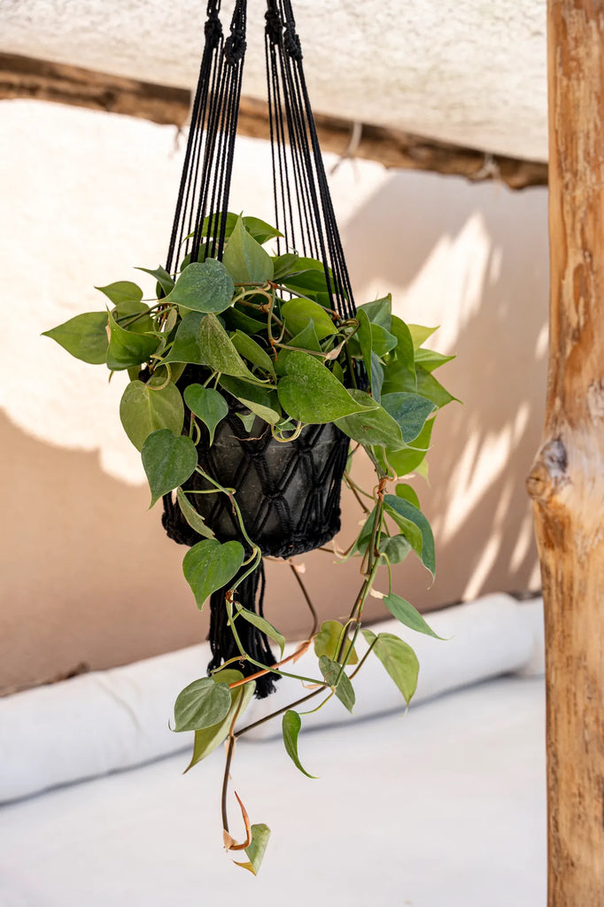 The Macrame Planthanger - Black - L